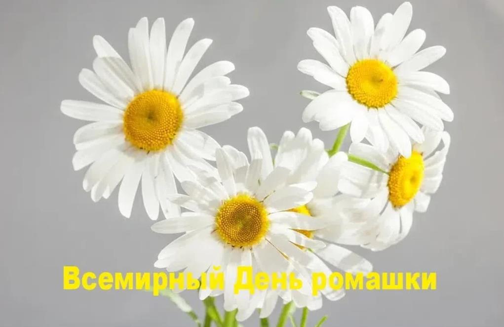 Прикольные летние ромашки в зимний день 28 Января "Всемирный день ромашек". Прикольные летние ромашки в зимний день 28 Января "Всемирный день ромашек".