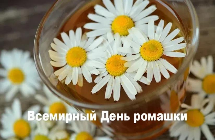 С днём рождения ромашки С днём рождения ромашки