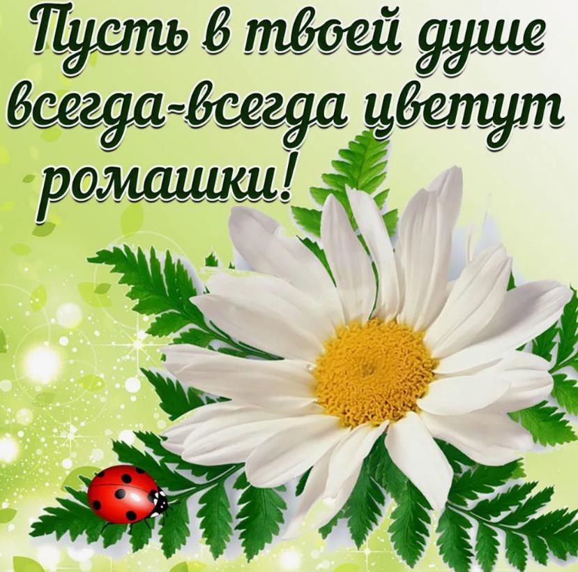Пусть в твоей душе всегда - всегда цветут ромашки. Пусть в твоей душе всегда - всегда цветут ромашки.