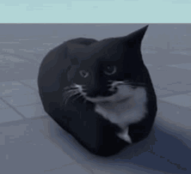 Гифка Maxwell Cat