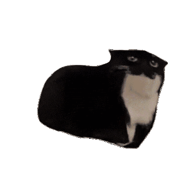 Смешная gif картинка Крутящийся кот Мем на прозрачном фоне.