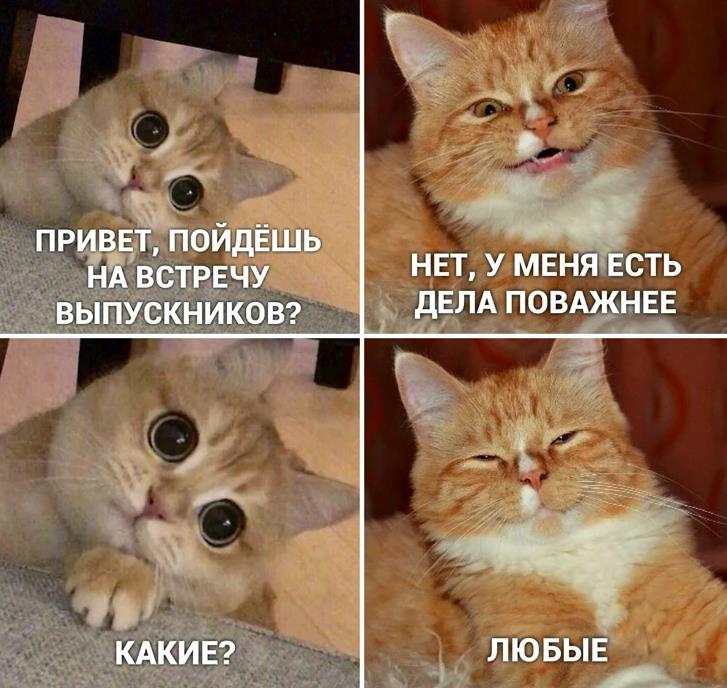 Весёлый демотиватор с котиком про встречу выпускников.