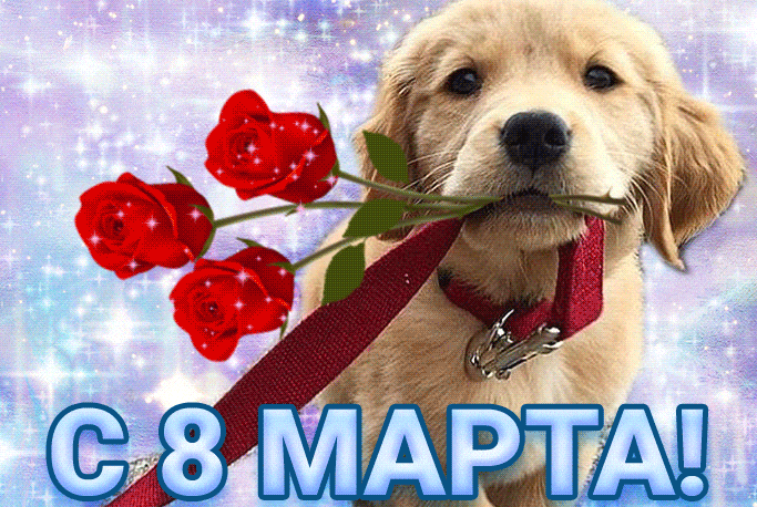 Прикольная блестящая гиф открытка пёс с розами в зубах на 8 Марта. Прикольная блестящая гиф открытка пёс с розами в зубах на 8 Марта.