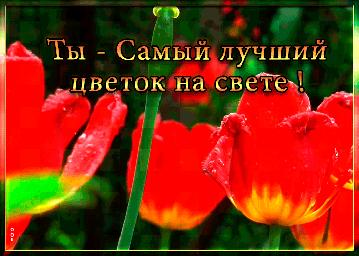Анимация Ты - самый лучший цветок на свете.