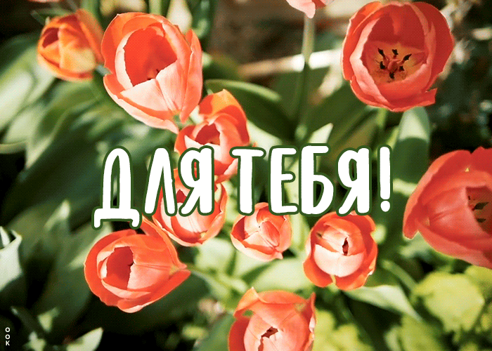 Очаровательная гифка с тюльпанами с весенним ветерком.