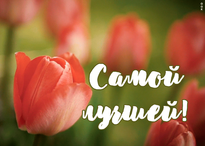Открытка красные тюльпаны, самой лучшей девушке.
