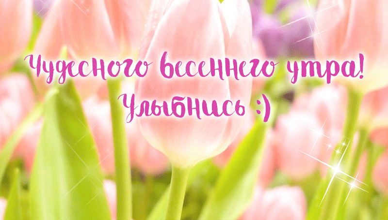 Очень красивая gif картинка с блестящими тюльпанами и пожеланием чудесного весеннего утра для любимой с улыбкой. Очень красивая gif картинка с блестящими тюльпанами и пожеланием чудесного весеннего утра для любимой с улыбкой.