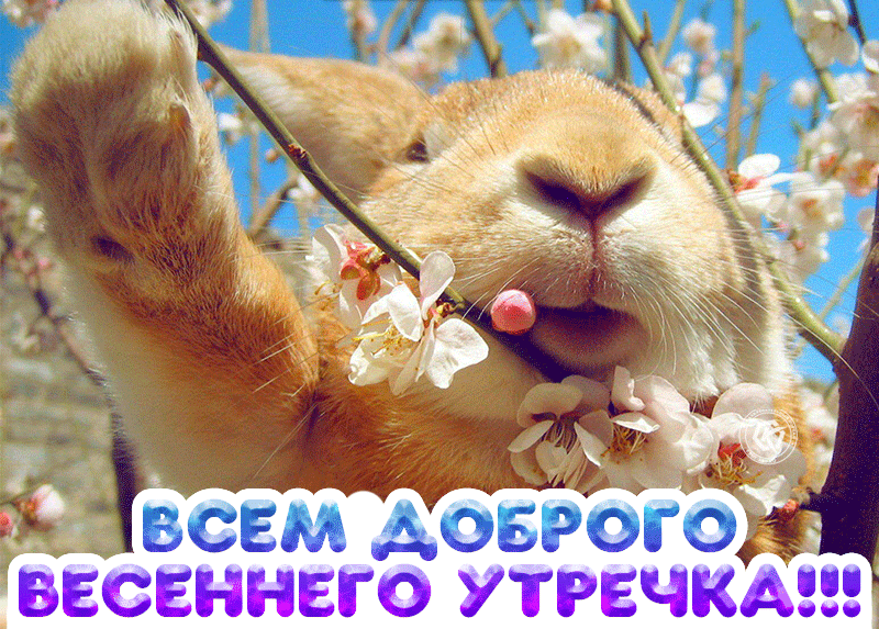 Смешная gif картинка всем доброго весеннего утречка от зайки в весеннем лесу. Смешная gif картинка всем доброго весеннего утречка от зайки в весеннем лесу.