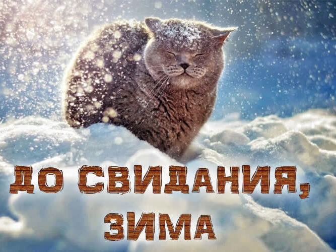 Смешная Открытка с котиком До свидания, зима!