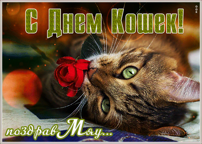 Забавная анимация на день кошек.