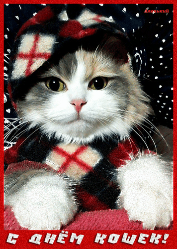 Смешной котик, поздравляет всех кошечек.