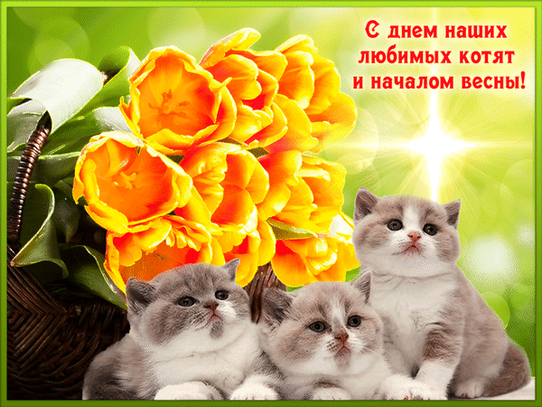 Весенняя гифка с двойным праздником "день кошек и начало весны".