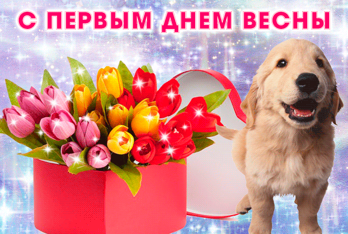 Смешная блестящая гифка с коробкой тюльпанов и собакой улыбакой на первый день весны. Смешная блестящая гифка с коробкой тюльпанов и собакой улыбакой на первый день весны.