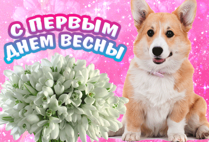 Прикольная гиф открытка с корги и подснежниками к 1 Марта. Прикольная гиф открытка с корги и подснежниками к 1 Марта.
