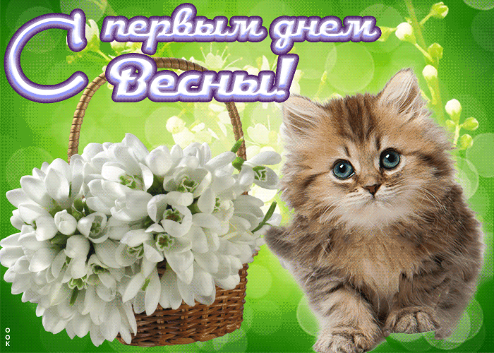 Прикольная гиф открытка с котёнком и корзинкой подснежников на первый день весны. Прикольная гиф открытка с котёнком и корзинкой подснежников на первый день весны.