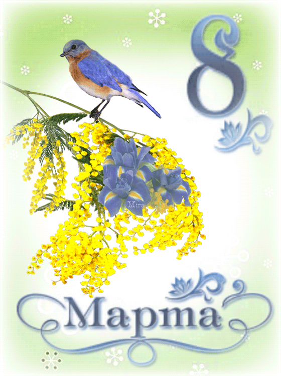 Веточка мимозы для любимой. Веточка мимозы для любимой.