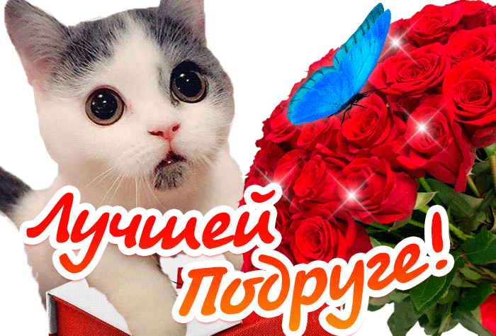 Красивая gif картинка со смешным котом и букетом цветов для лучшей подруги в день подруг 2024.