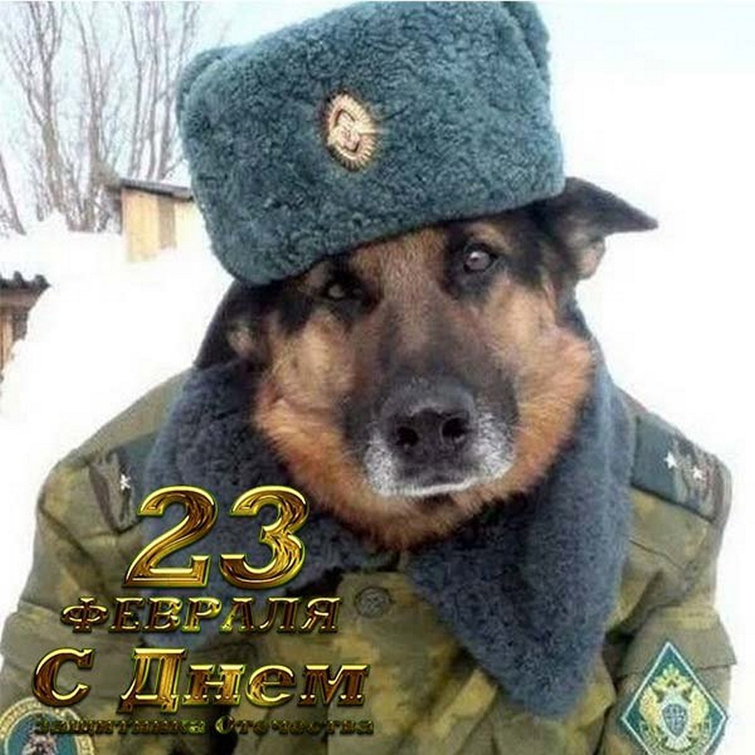 Смешная собака в военной форме поздравляет всех защитников отечества.