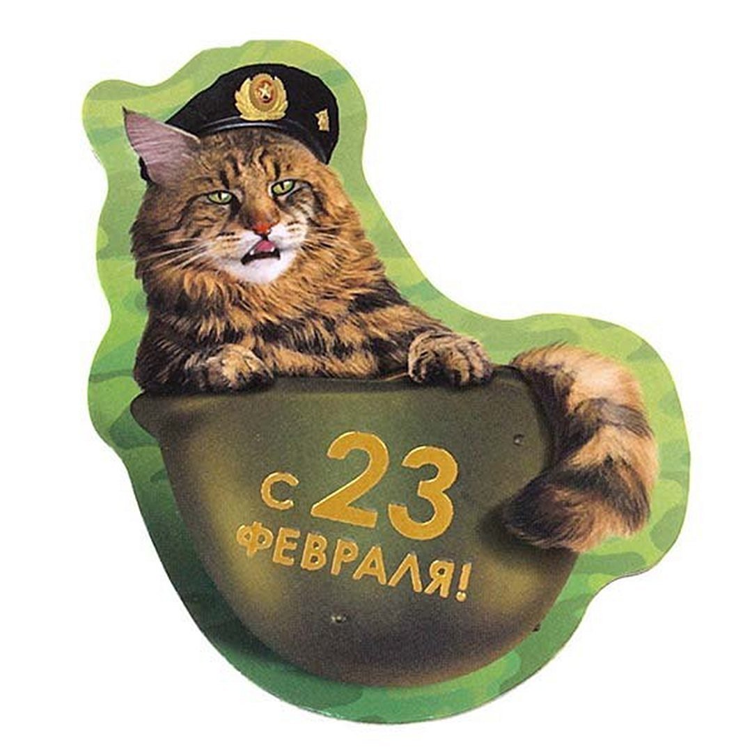 Кот с помелья после 23 февраля.