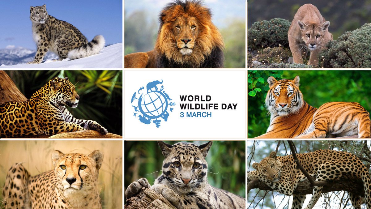 Картинки с животными со Всемирным днем дикой природы 2024. Картинки с животными со Всемирным днем дикой природы 2024.