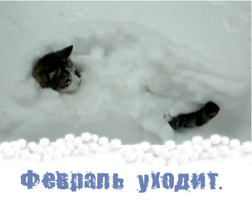 Смешная гифка с котом в снегу и текстом "Февраля уходит".