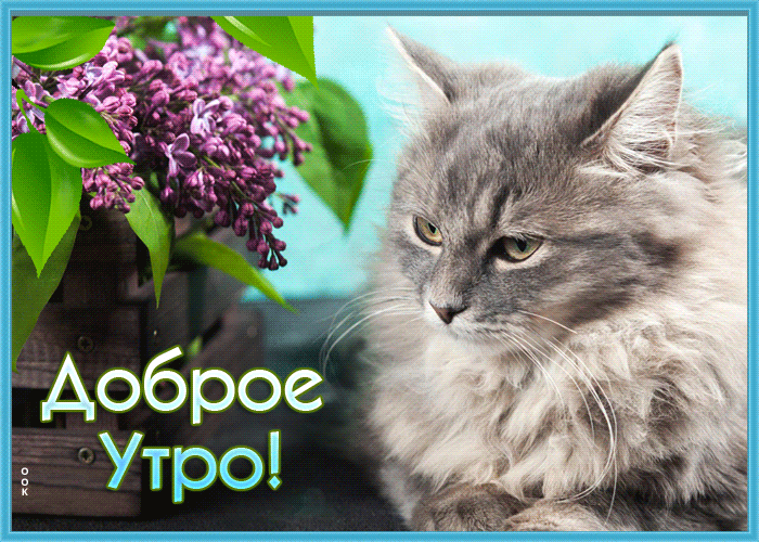 Прикольная анимация хмурый "мартовский кот" нюхает сирень и текст "Доброе утро!". Прикольная анимация хмурый "мартовский кот" нюхает сирень и текст "Доброе утро!".