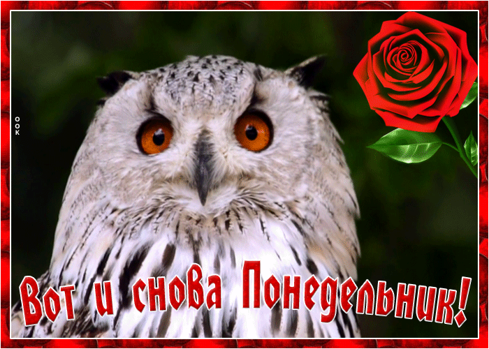 Смешная гифка с совой, вот и снова понедельник.