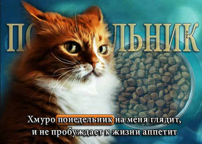 Весёлая гиф открытка с грустным котом. Хмуро понедельник на меня глядит, и не пробуждает к жизни аппетит.