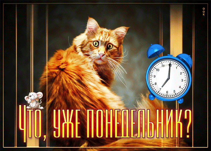 Самая смешная гифка с рыжим котом "Что, уже Понедельник?".