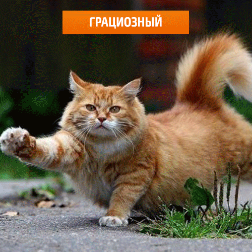 Классная новая гифка ко дню апельсиновых котов.