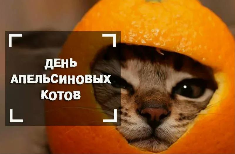 Смешная картинка с днём апельсиновых котов 2024.
