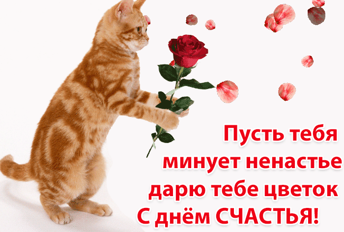 Видео открытка день счастья с рыжим котом.