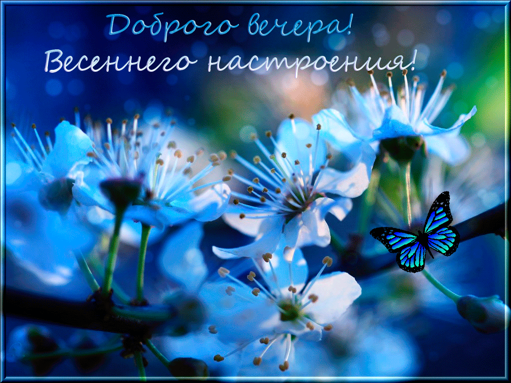 Гифка доброго вечера и весеннего настроения. Гифка доброго вечера и весеннего настроения.