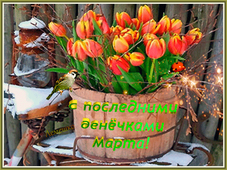 Тюльпановая анимация с текстом "С последними денёчками Марта!".
