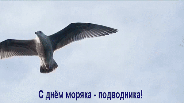 Прикольная гиф открытка чайка поздравляет моряков подводников.