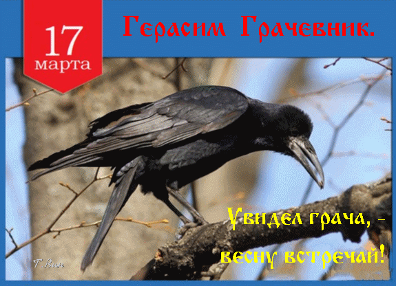 Гифка 17 Марта "Герасим Грачевник." Примета : Увидел грача, - весну встречай! Гифка 17 Марта "Герасим Грачевник." Примета : Увидел грача, - весну встречай!