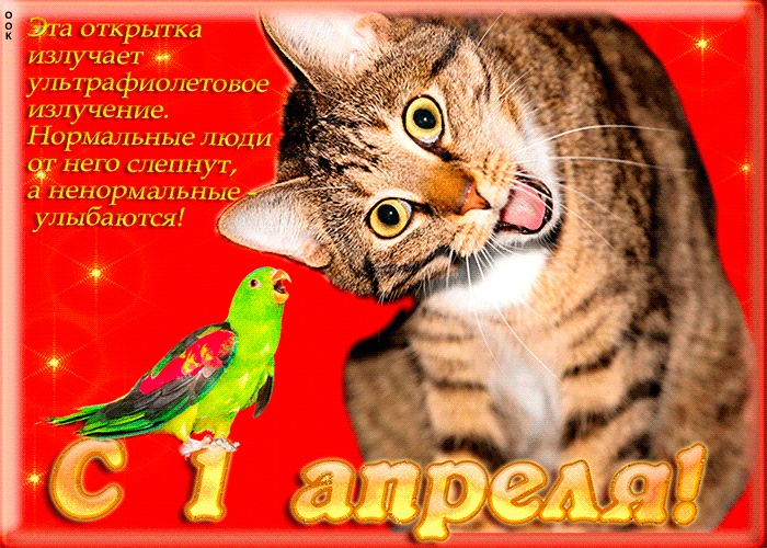 Смешная гифка с котом и попугаем.