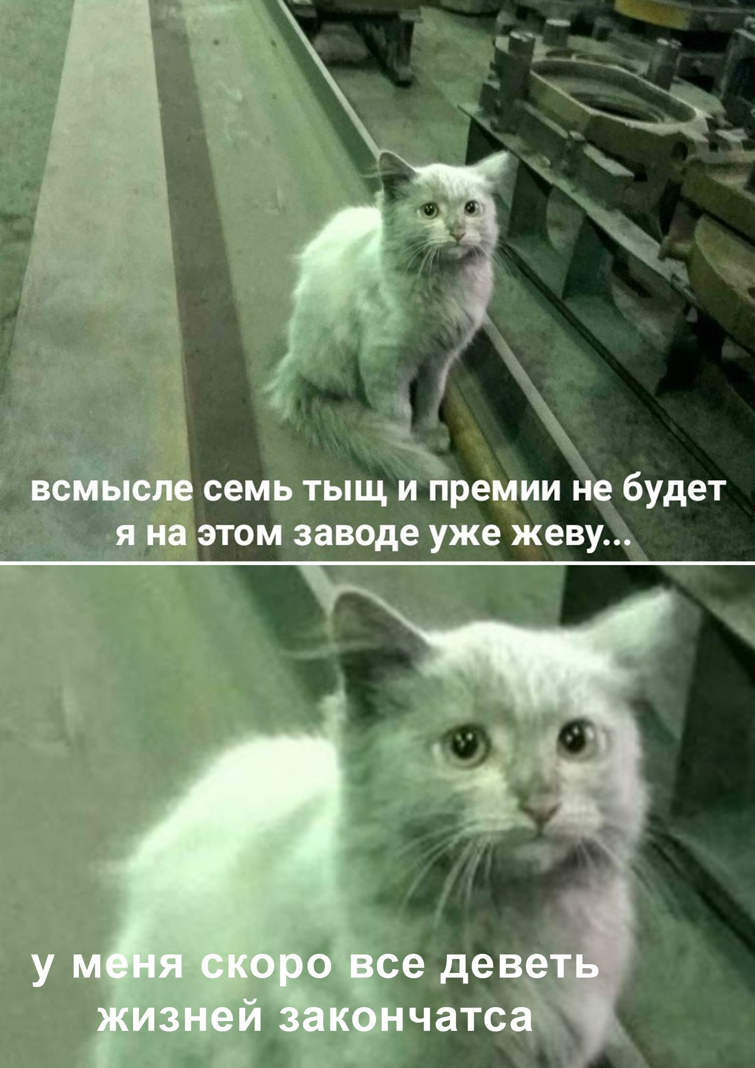 Смешные мемы про завод и работника кота. Смешные мемы про завод и работника кота.
