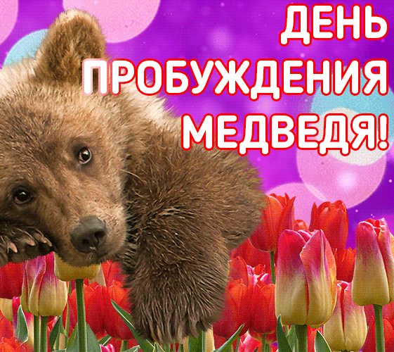 Красивая гифка ко дню пробуждения медведя с тюльпанами.