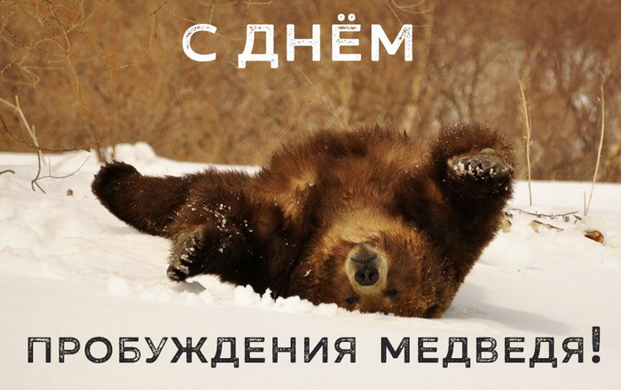 Смешная картинка с мишкой на снегу ко дню пробуждения.