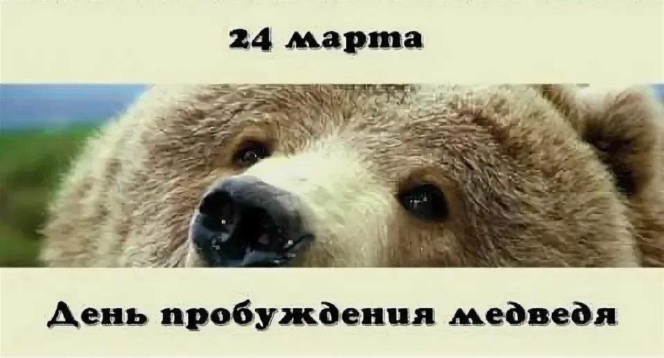 Креативное фото медведя к 24 Марта.