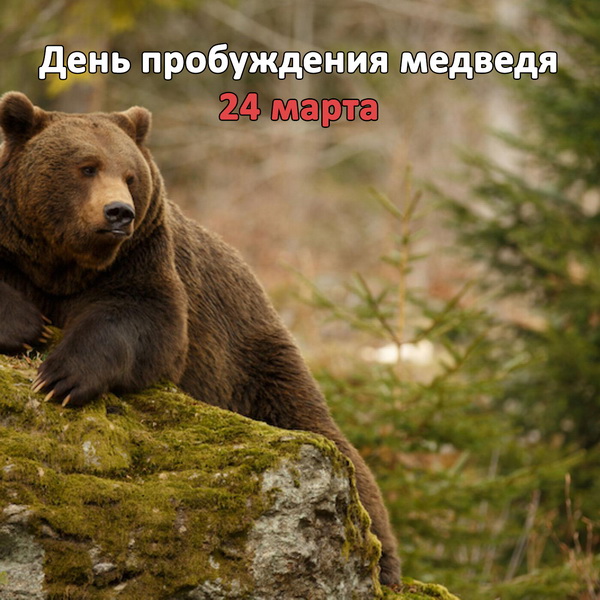 Красивое фото с медведем и надпись "День пробуждения 24 Марта!".