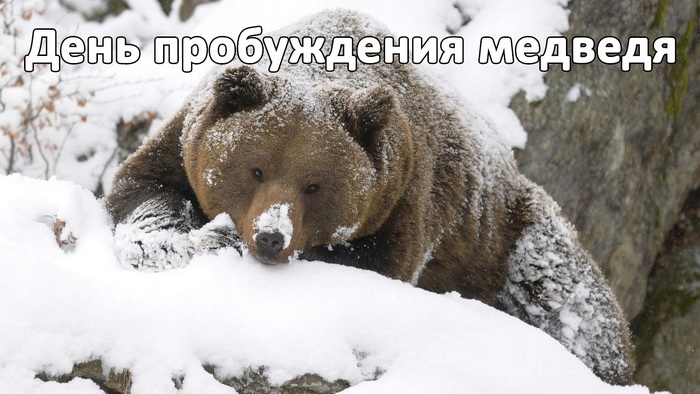 А ну как где тут у вас Весна, Медведь проснулся!