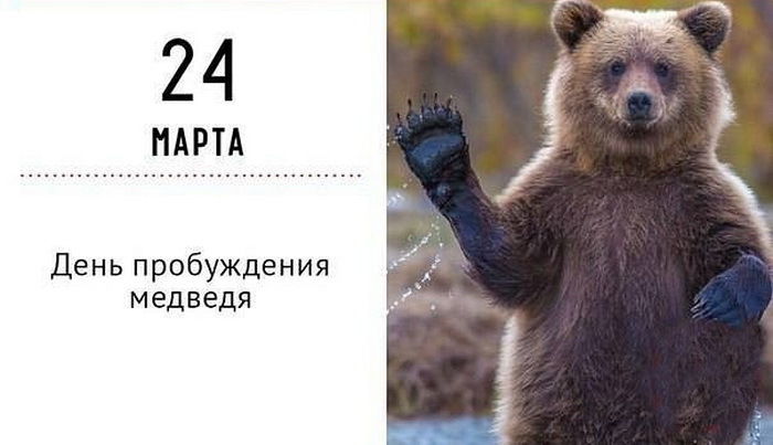 Классное фото медведя на паспорт) Ну или ко дню пробуждения.