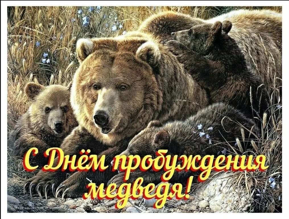 Забавные мишки.