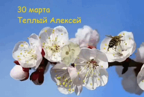 Цветочная гифка ко дню Тёплого Алексея.