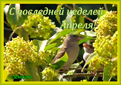 Живая открытка с последней неделей Апреля.