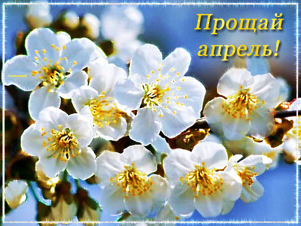 Цветочная гифка "прощай Апрель!".