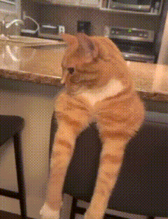 Смешная гифка Сигма от рыжего кота.