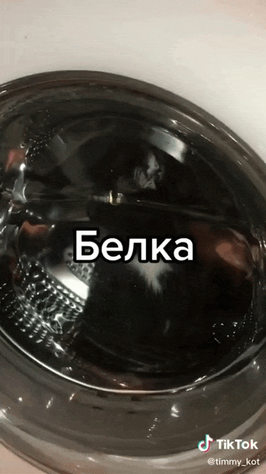 Смешная гифка с чёрным котом "Белка" в стиральной машине. Как говорил Юрий Алексеевич Гагарин "Поехали!".